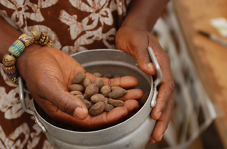 Amandes de Karité dans les mains d'une productrice au Burkina Faso