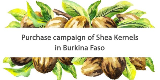 OLVEA - fairtrade shea butter supplier burkina faso africa