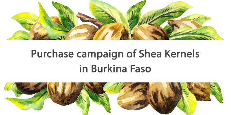 OLVEA - fairtrade shea butter supplier burkina faso africa