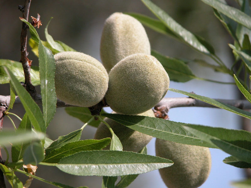 OLVEA - Amandes sur arbre