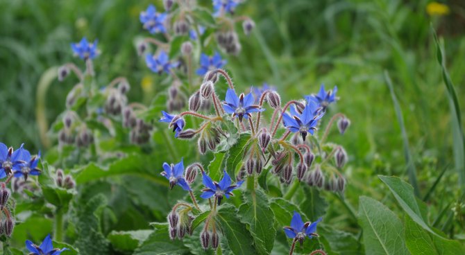 OLVEA - Borage field