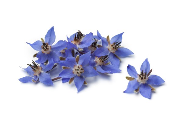 OLVEA - Borage flowers