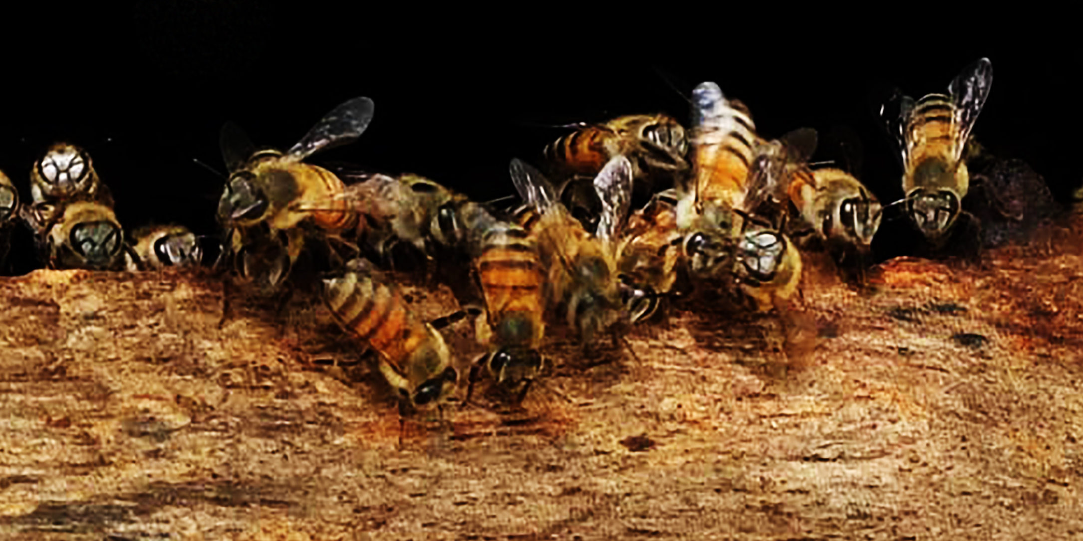 OLVEA - fair-trade responsible vegetable oil provider africa