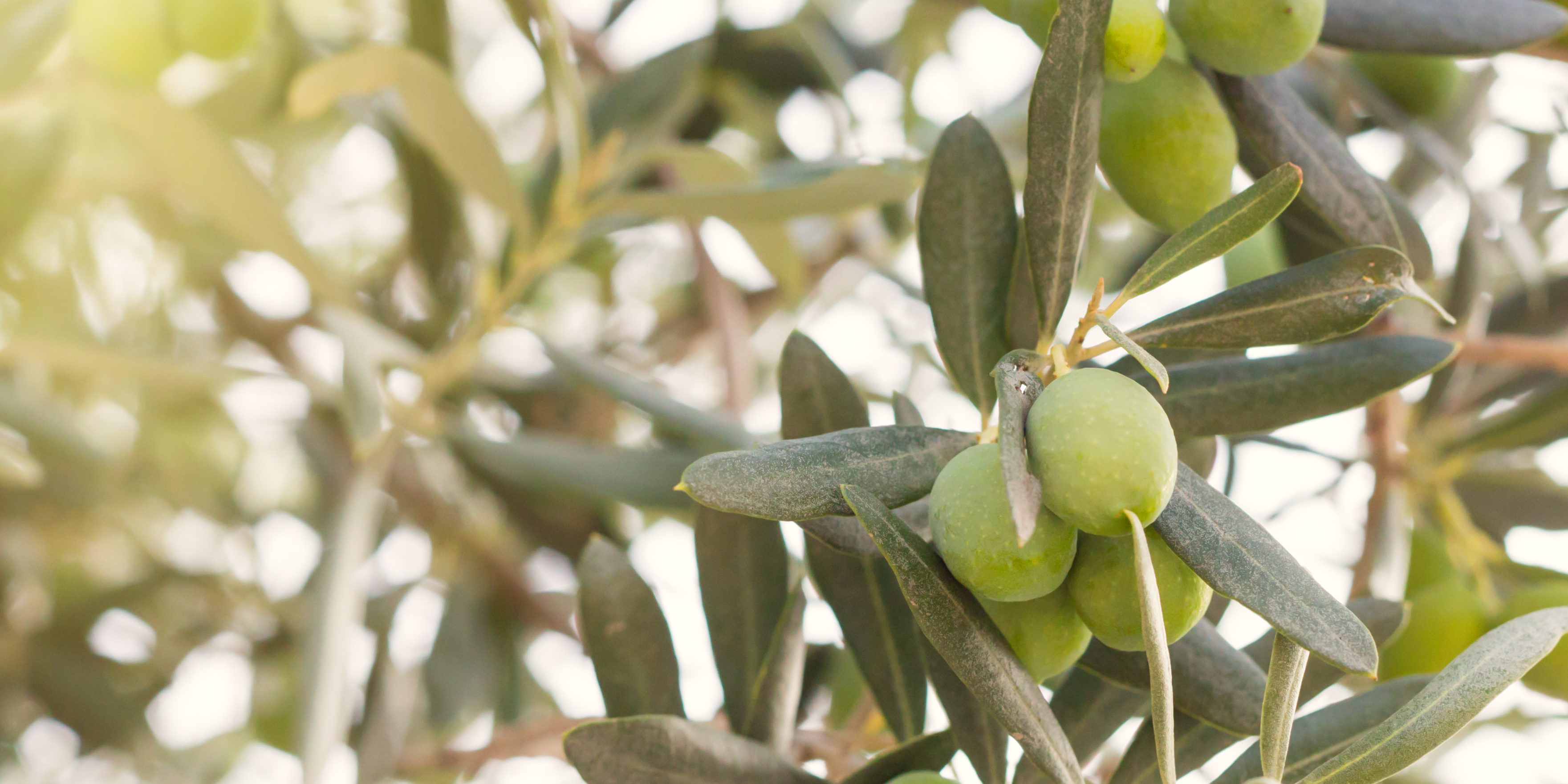 OLVEA-organic-vegetable-oils-and-butters-supplier-africa