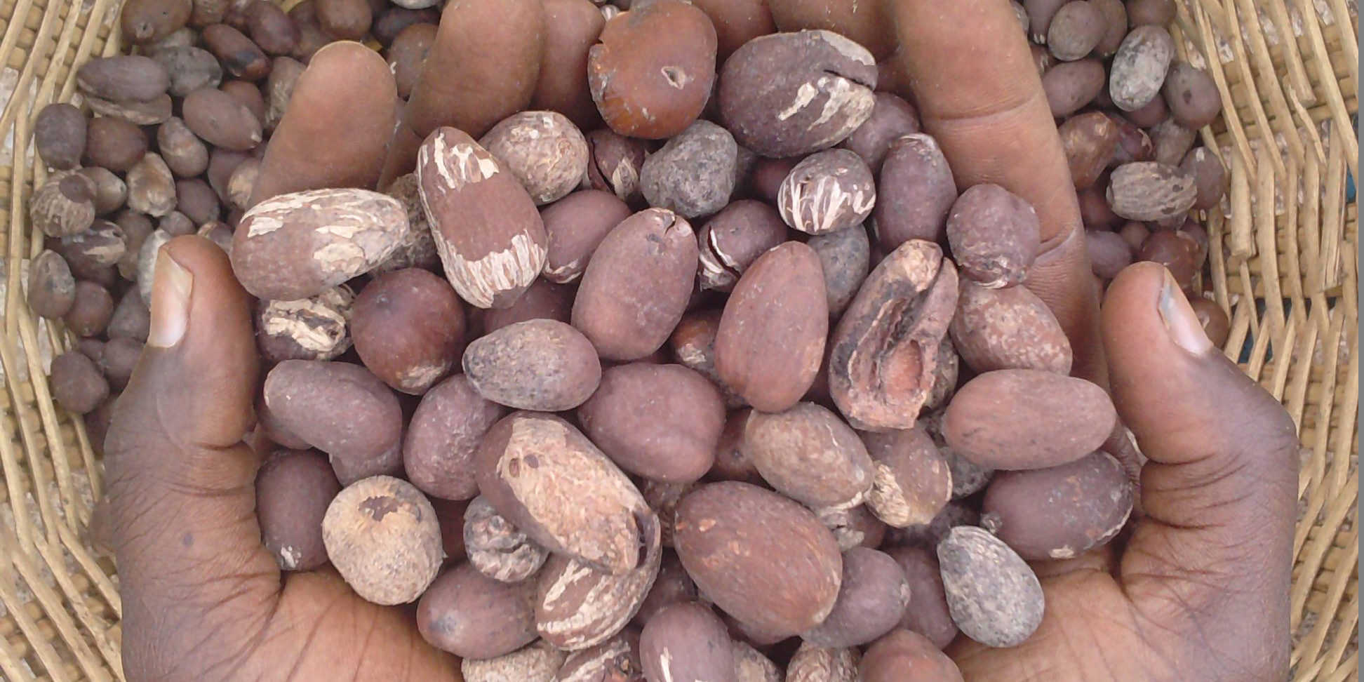 OLVEA-producteur-beurre-de-katité-équitable-biologique-fairforlife-ecocert-burkina-faso