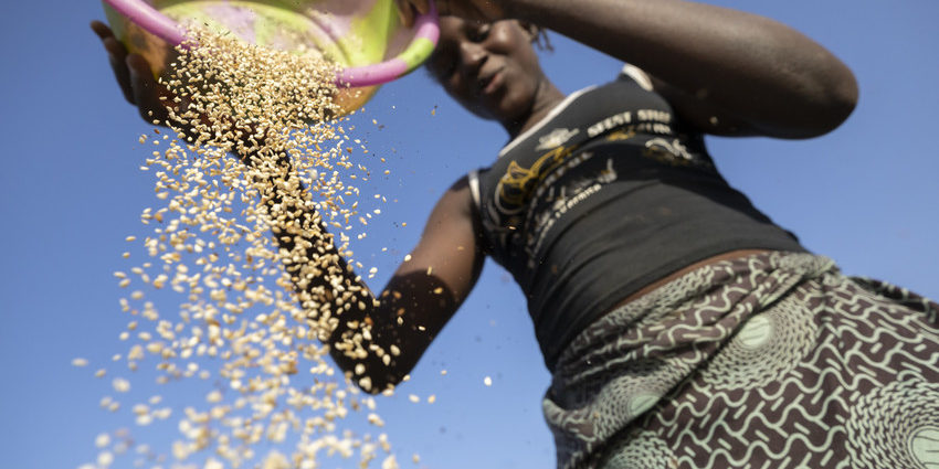 OLVEA-sesame-seed-oil-fair-trade-production-chain-vegetable-oils-supplier