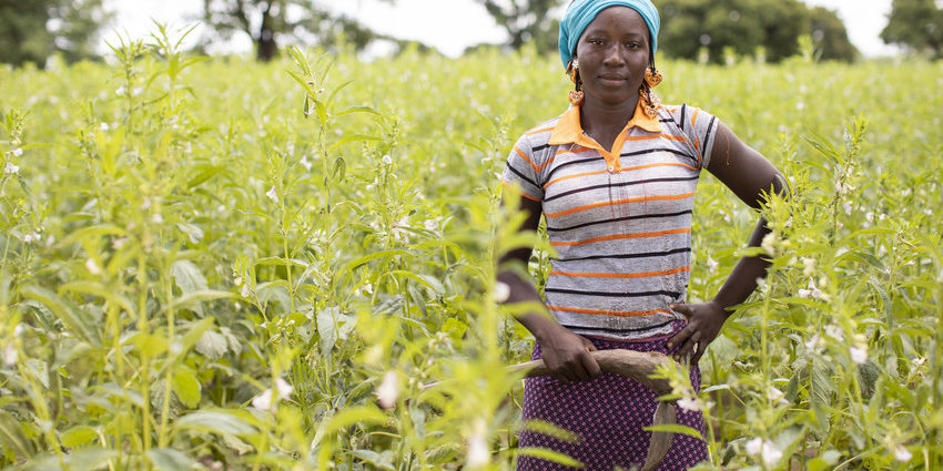 OLVEA-vegetable-oils-sesame-oil-fair-trade-ecocert-cosmetic-organic