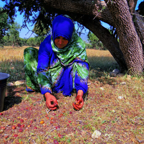 OLVEA - Recolte argan maroc producteur mondial huile