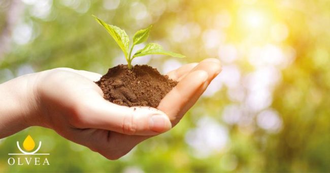 OLVEA-Vegetable-Oils-supplier-world-environment-day-sustainable-development OLVEA-Vegetable-Oils-supplier-world-environment-day-sustainable-development