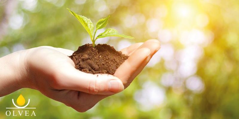 OLVEA-Vegetable-Oils-supplier-world-environment-day-sustainable-development OLVEA-Vegetable-Oils-supplier-world-environment-day-sustainable-development