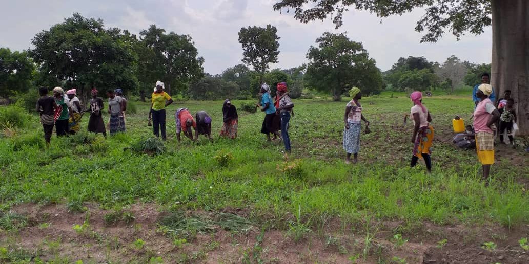 Démarrage campagne sésame au burkina faso