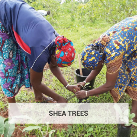 OLVEAct With Us - Fair trade Development Fund - Fair for Life - Plantation of shea trees